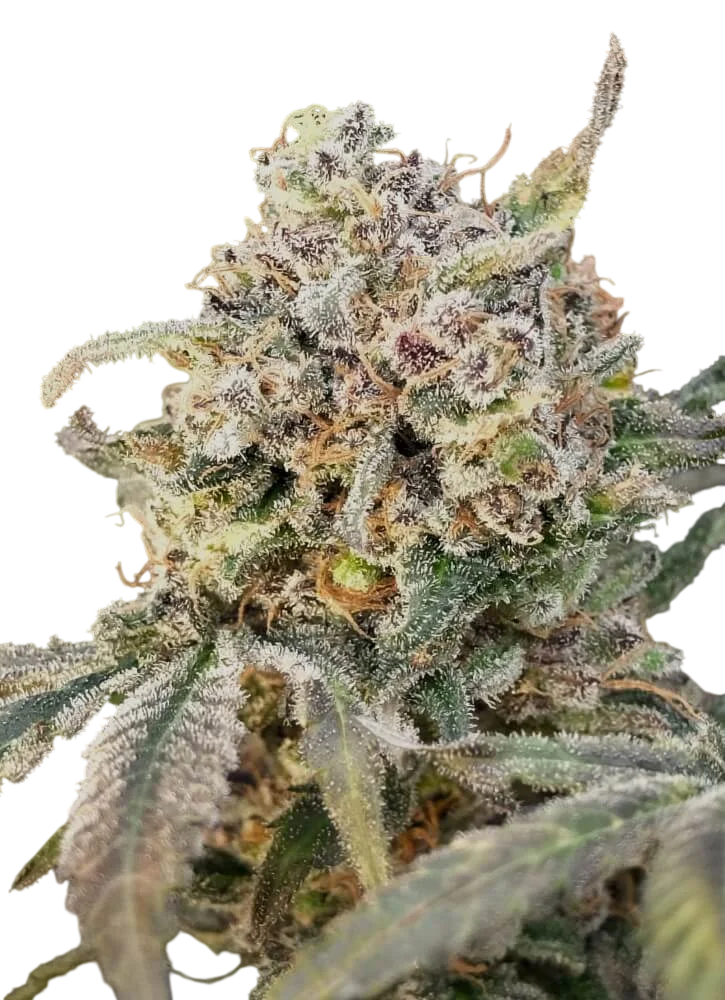 Somango Glue Auto | AUTOFEM | Advanced Seeds
