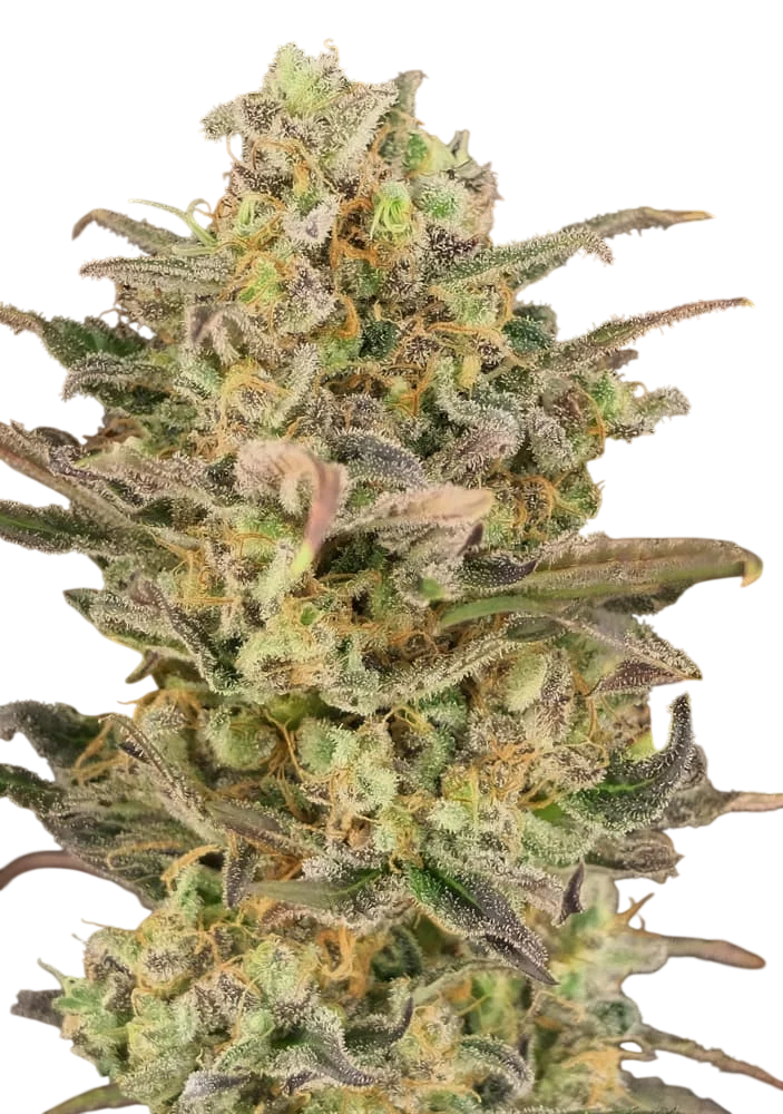Somango Glue | PHOTOFEM | Advanced Seeds