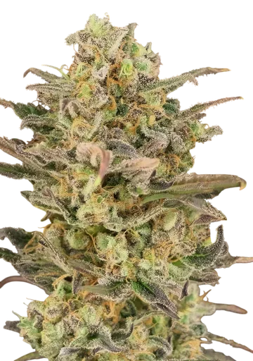 Somango Glue