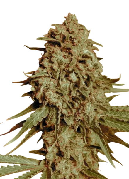 Somango Widow | PHOTOFEM | Advanced Seeds