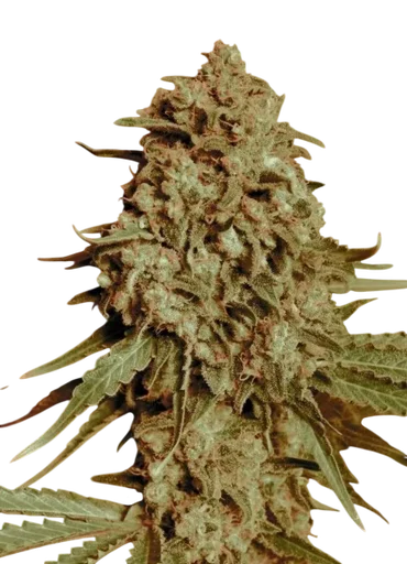 Somango Widow