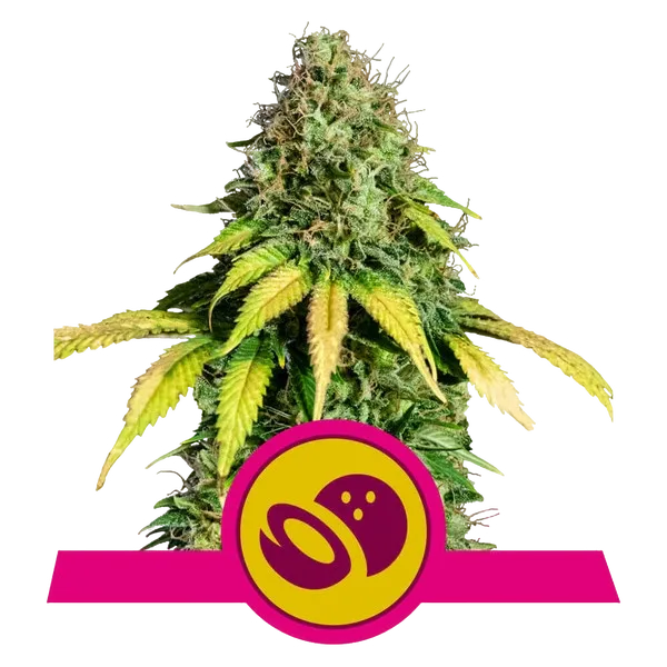Somango XL | PHOTOFEM | Royal Queen Seeds