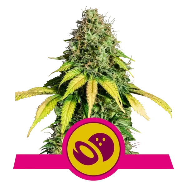 Somango XL | PHOTOFEM | Royal Queen Seeds