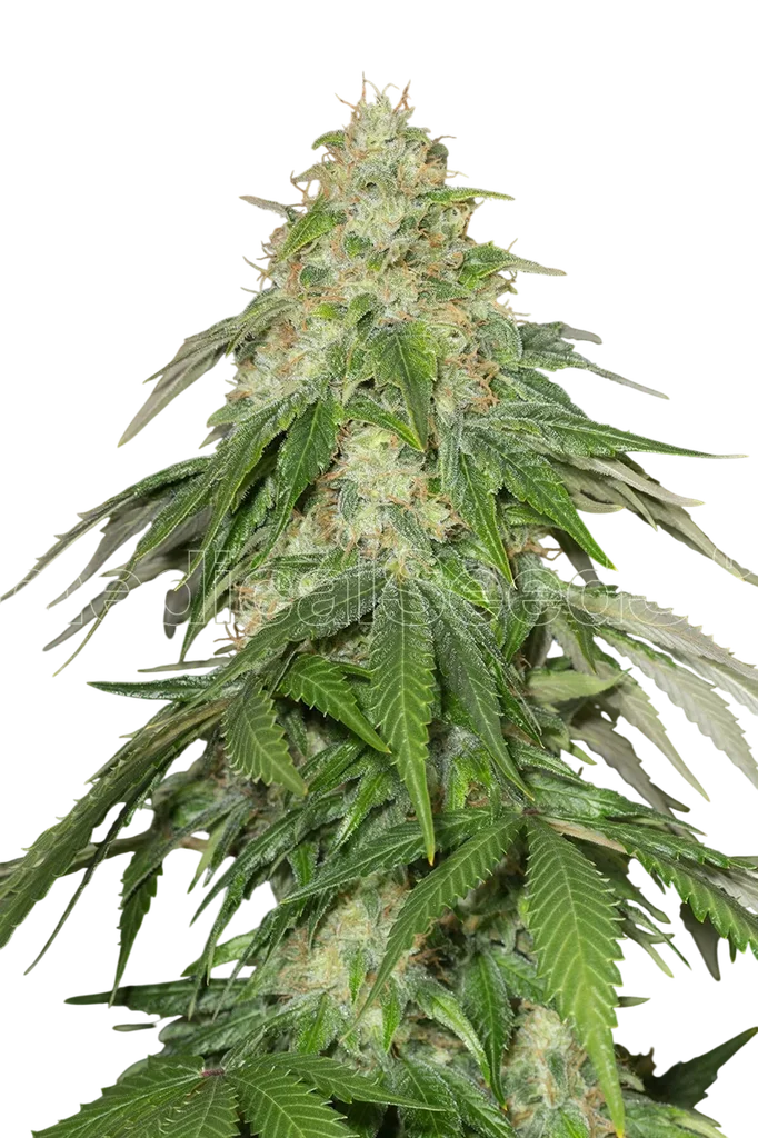 Some Sweet | PHOTOFEM | Medical Seeds