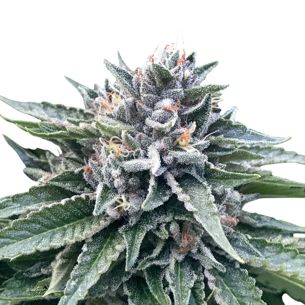 Sorbet #4 | PHOTOFEM | DNA Genetics