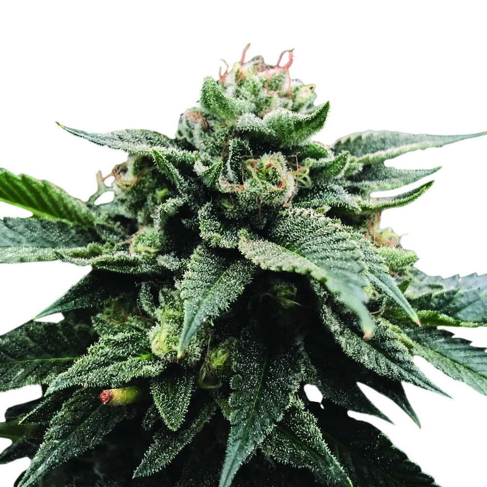 Sorbet Stash | PHOTOFEM | DNA Genetics