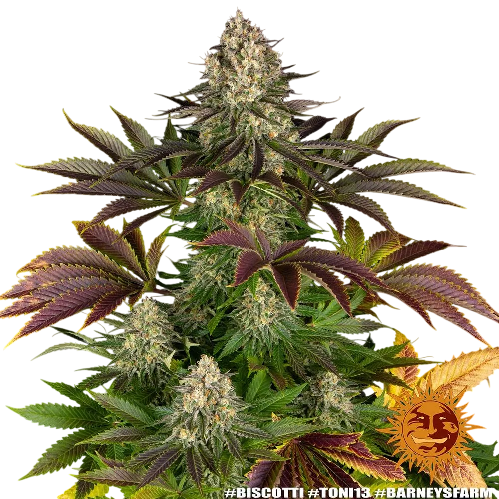 Biscotti | PHOTOFEM | Barneys Farm