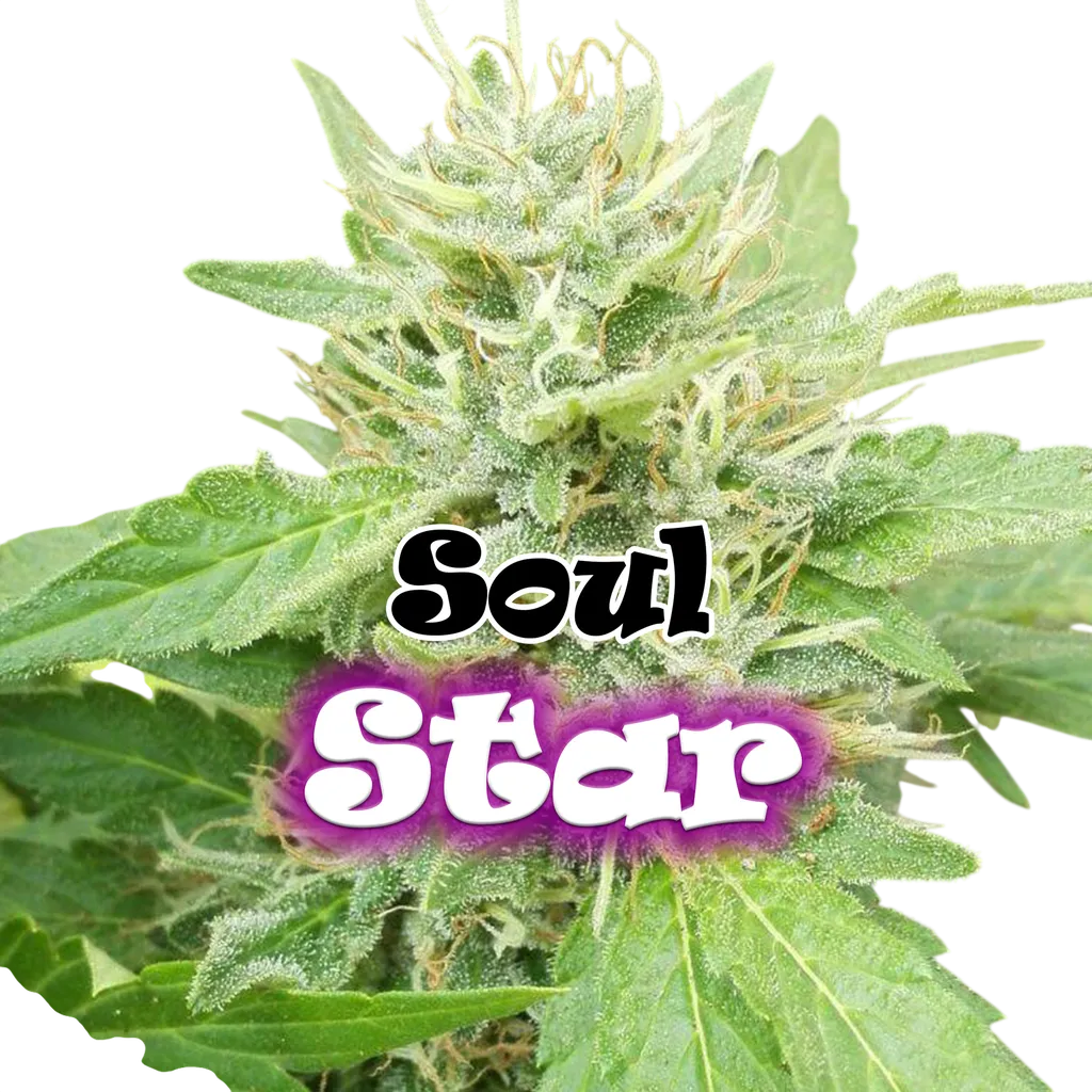 Soul Star | PHOTOFEM | Dr. Underground