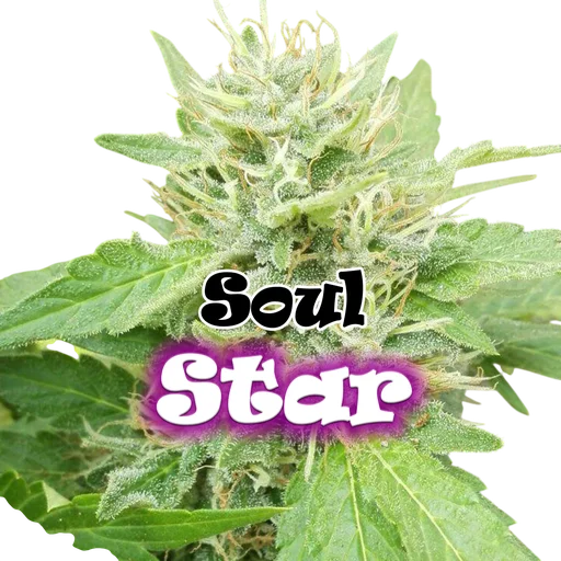 Soul Star