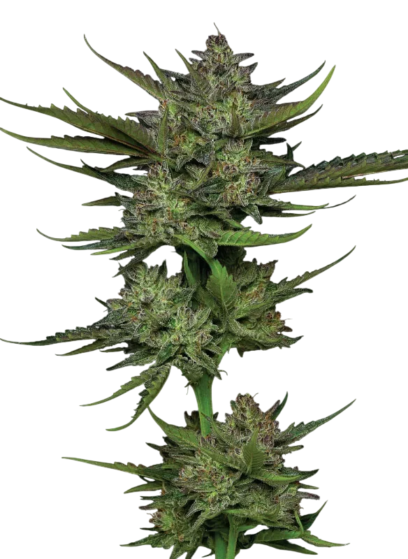 Sour Apple Auto | AUTOFEM | Humboldt Seed Co.