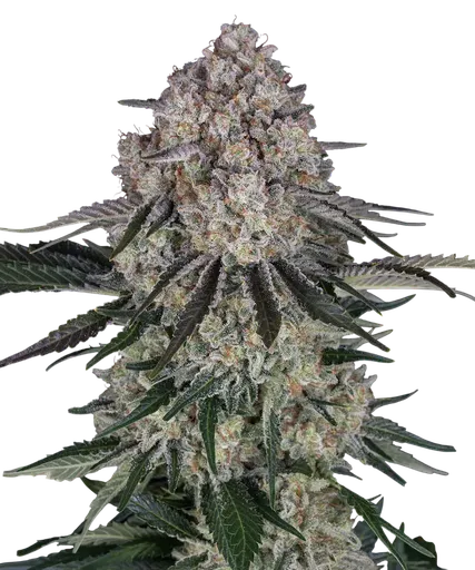 Sour Diesel Auto | AUTOFEM | Barneys Farm