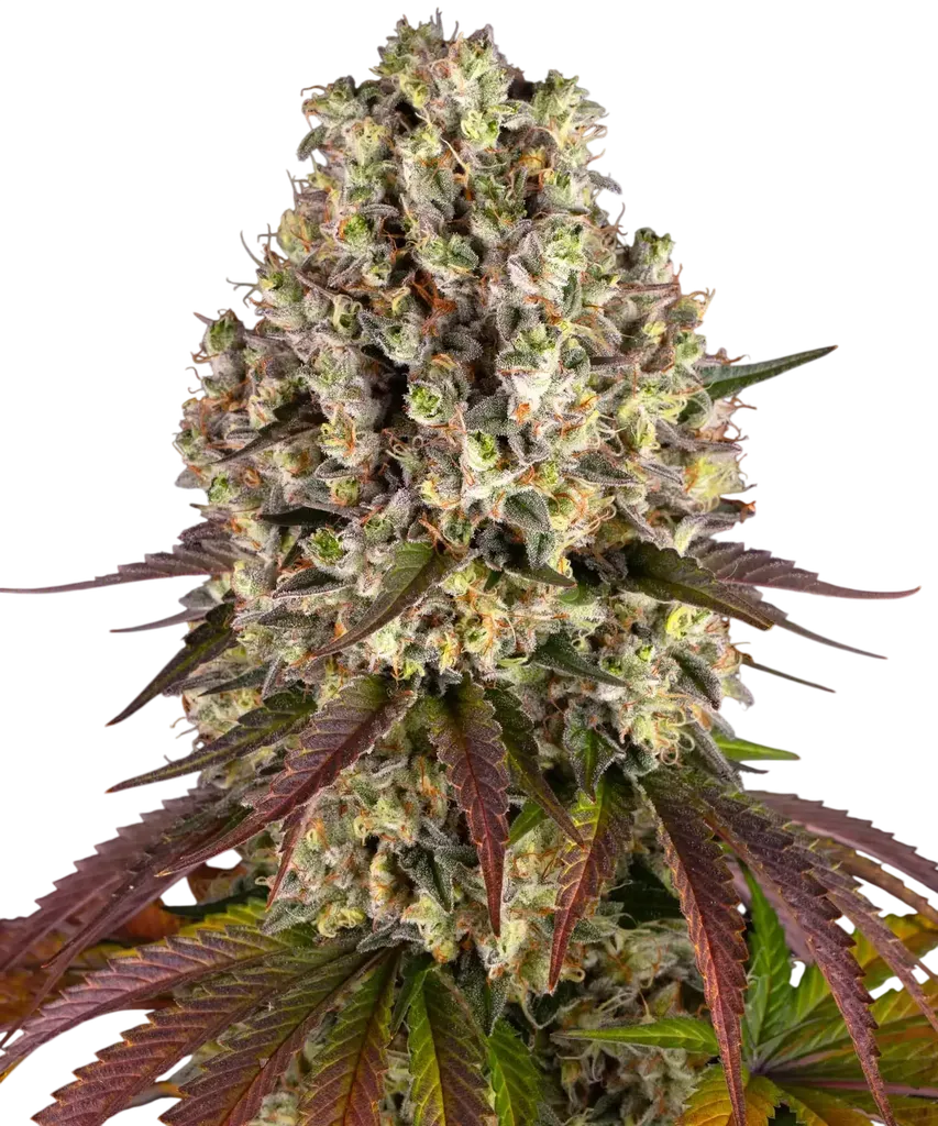 Sour Diesel | PHOTOFEM | Barneys Farm