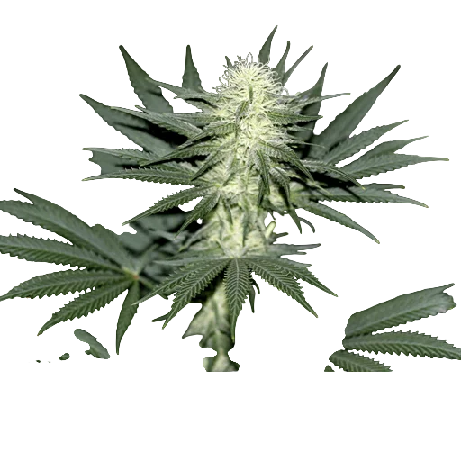 Sour Diesel | PHOTOFEM | Blimburn Seeds