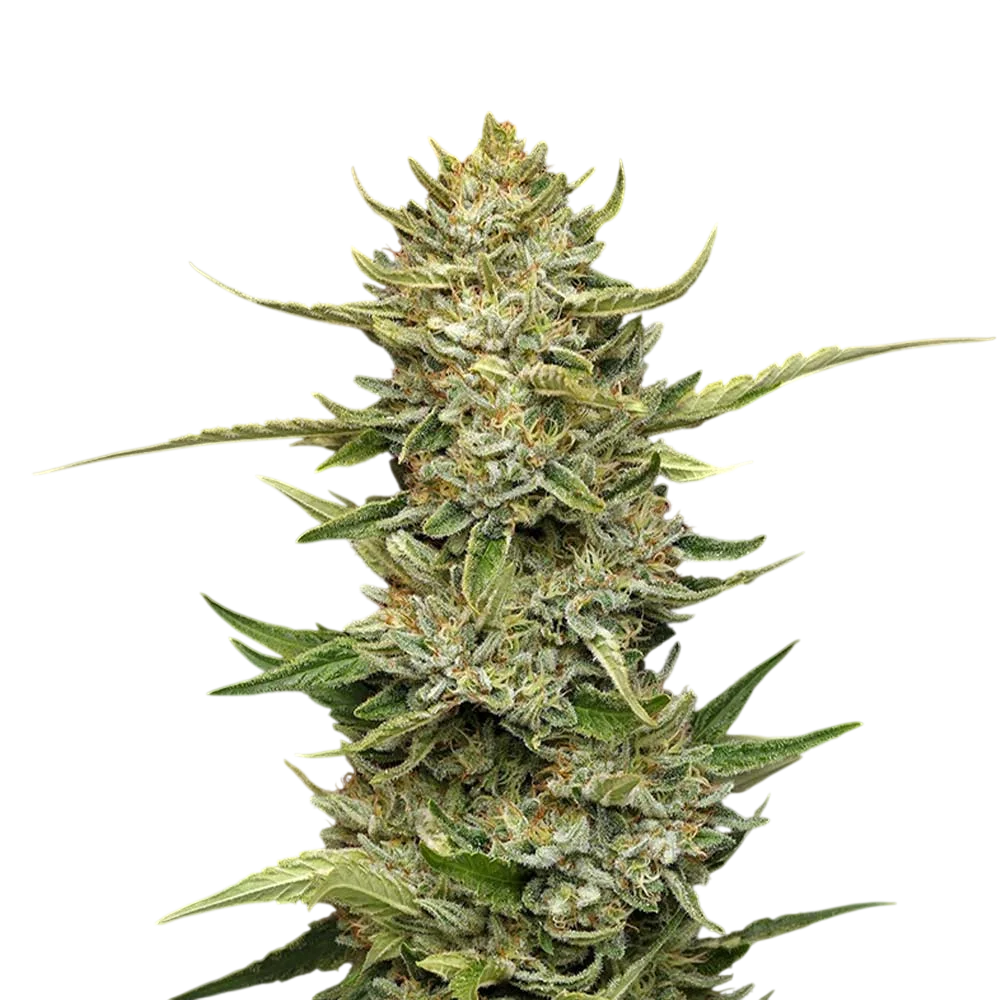 Sour Diesel Auto | AUTOFEM | Seedsman