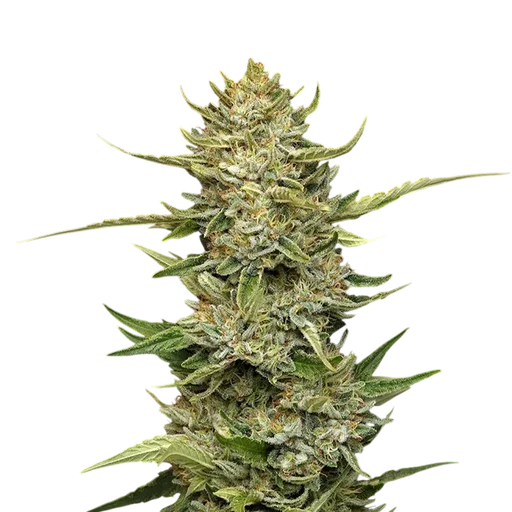 Sour Diesel Auto