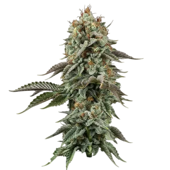 Sour Diesel | PHOTOFEM | Seedsman
