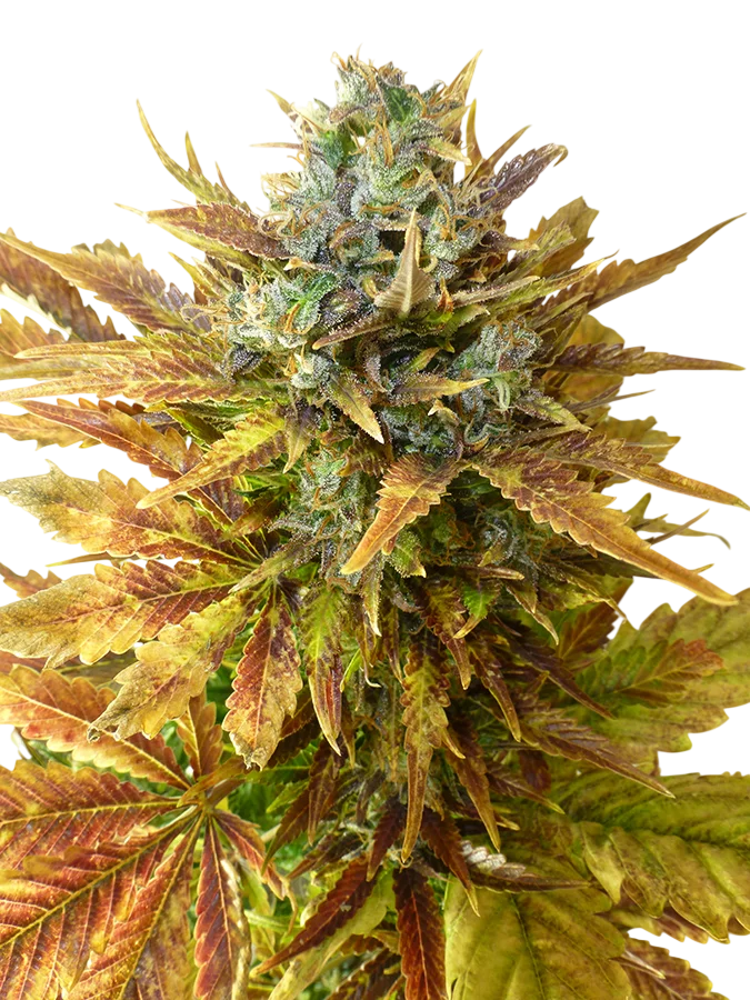 Sour Diesel Auto | AUTOFEM | Tiger One Bulk