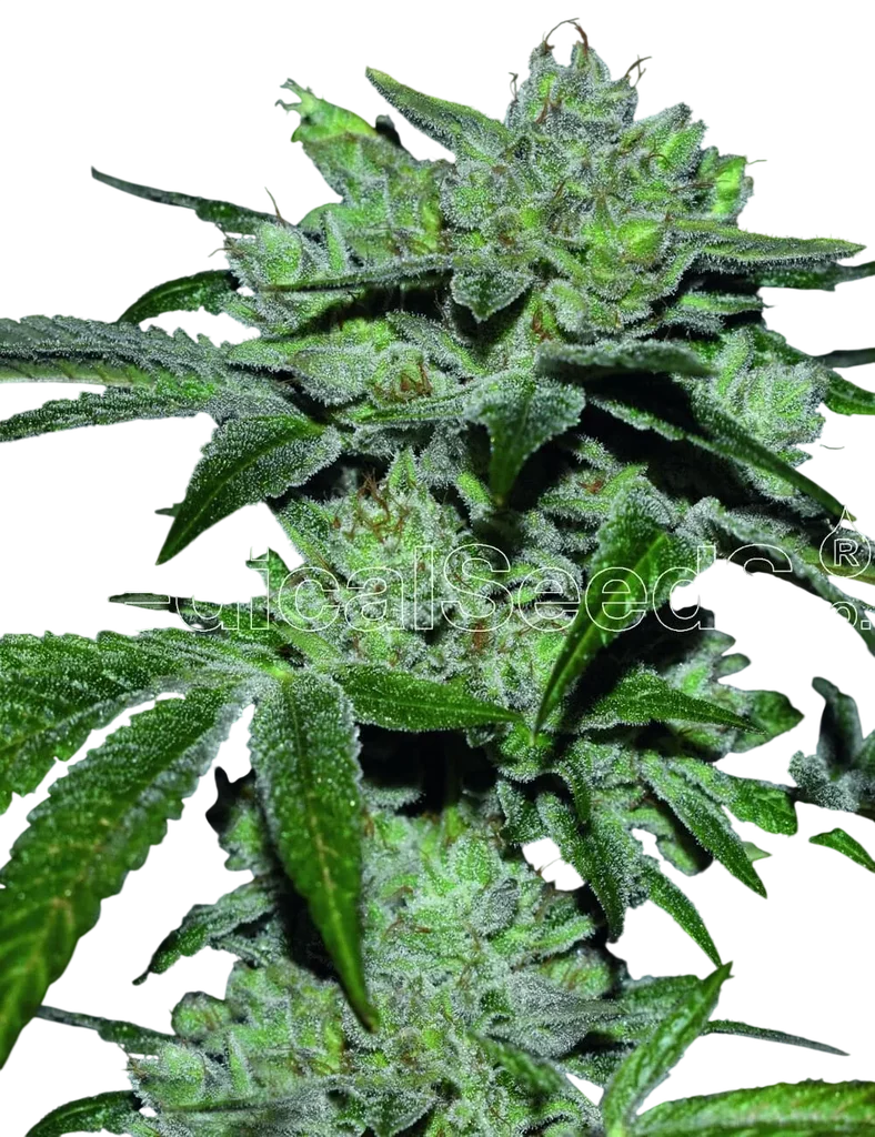 Sour Glue | PHOTOFEM | Medical Seeds
