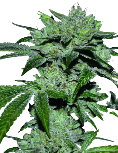 Sour Glue