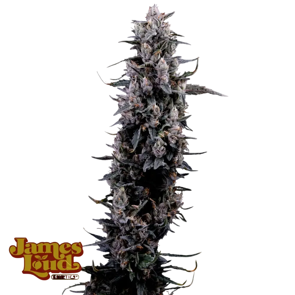 Sour Grape Diesel | PHOTOFEM | James Loud Genetics