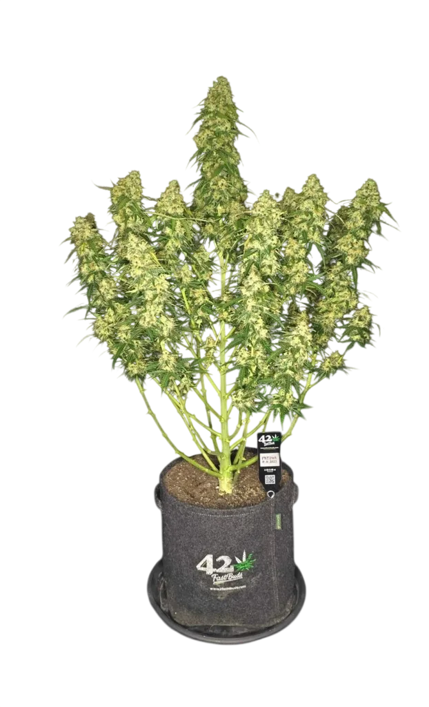 Sour Jealousy Auto – Produktansicht