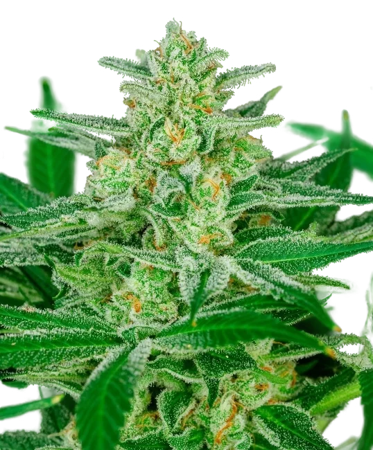 Blue Dream Auto | AUTOFEM | Atlas Seed