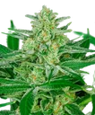 Blue Dream Auto | AUTOFEM | Atlas Seed
