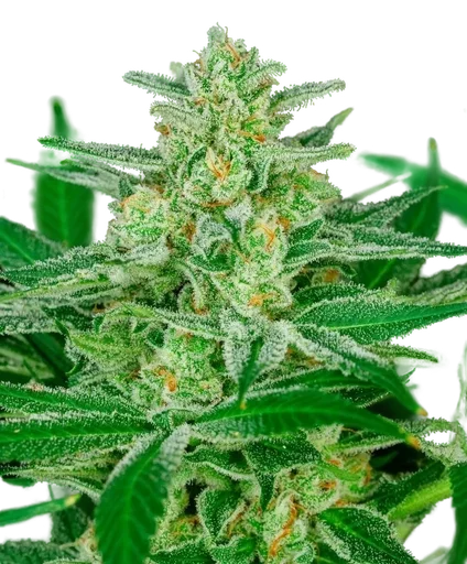 Blue Dream Auto