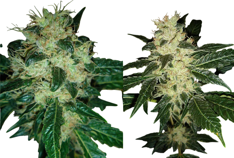 Sour P | PHOTOFEM | Resin Seeds