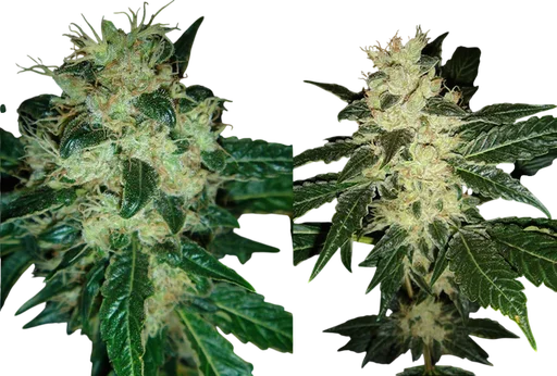 Sour P