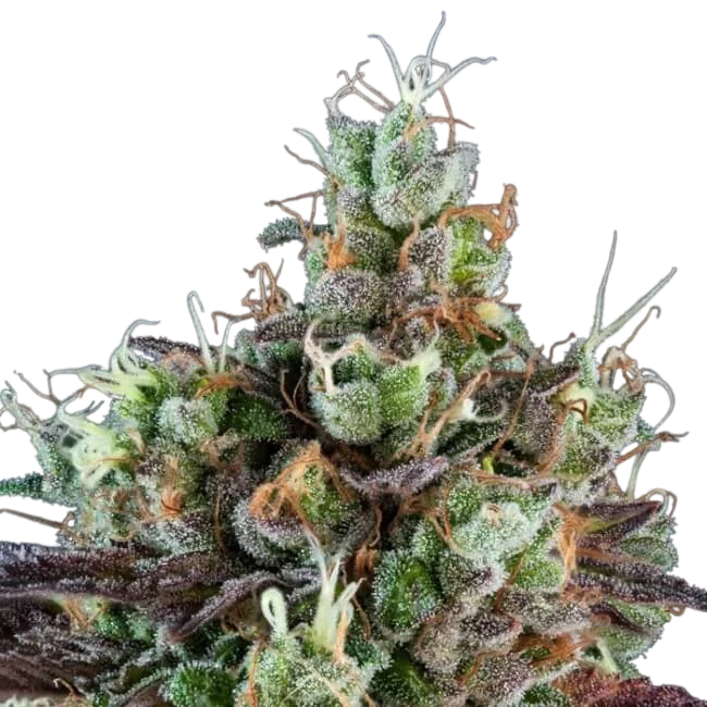 Sour Ripper Auto | AUTOFEM | Ripper Seeds