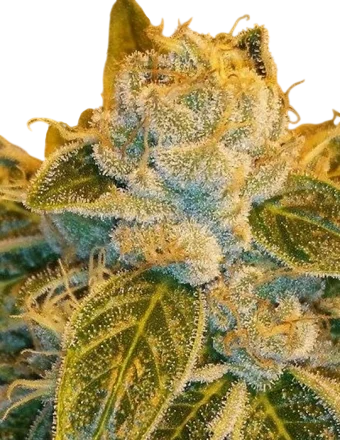 Sour Ripper | PHOTOFEM | Ripper Seeds