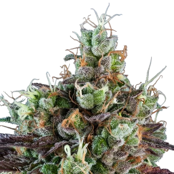 Sour Ripper | PHOTOFEM | Ripper Seeds