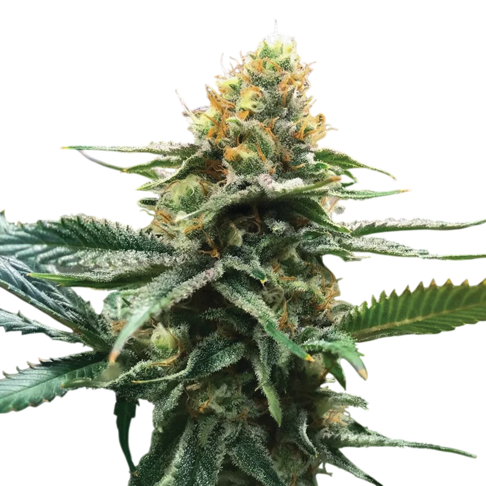 Sour Sorbet | PHOTOFEM | DNA Genetics