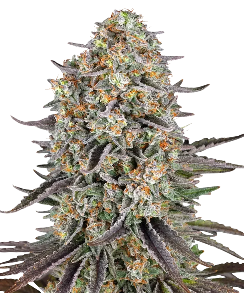 Sour Strawberry | PHOTOFEM | Barneys Farm