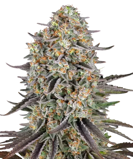 Sour Strawberry