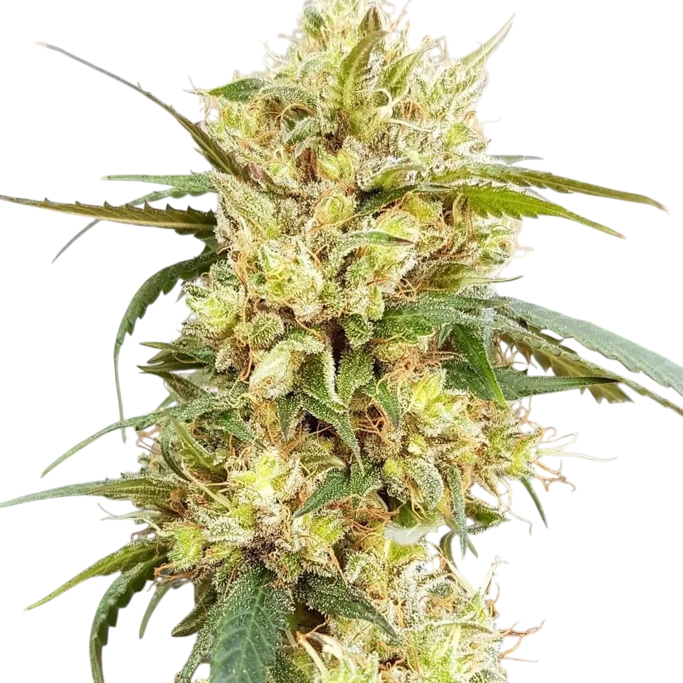 Sour Tangie | PHOTOFEM | Garden Of Green
