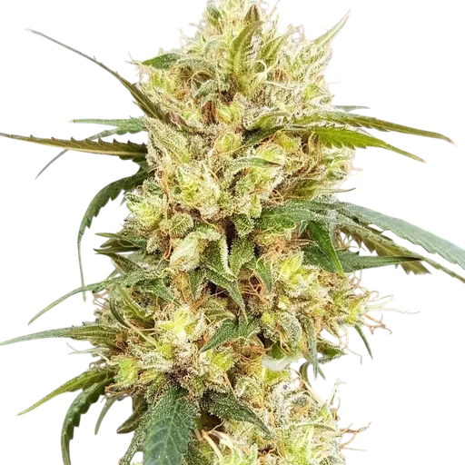 Sour Tangie