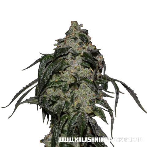 Soyuz OG Express | PHOTOFEM | Kalashnikov Seeds
