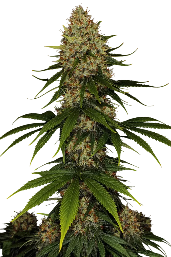 Space Cookies | PHOTOFEM | Paradise Seeds