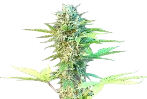 Speedy Boom (Speedy G) Auto | AUTOFEM | Kannabia Seeds