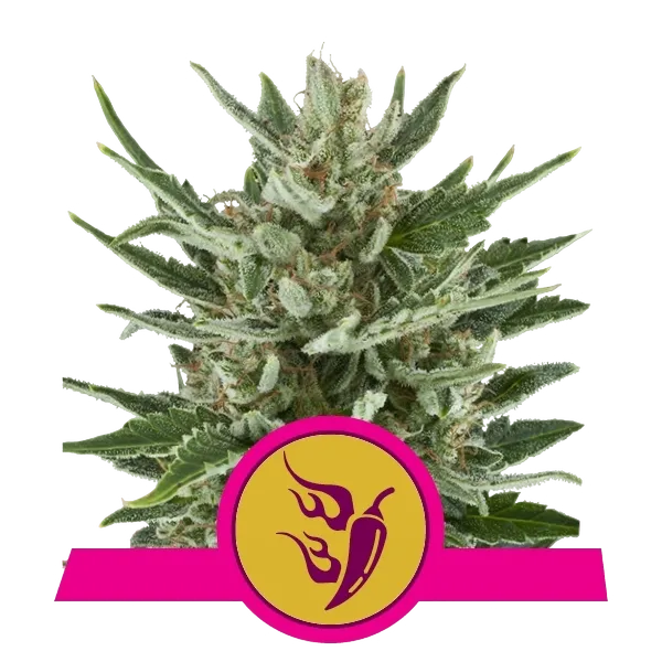 Speedy Chile FAST VERSION | PHOTOFEM | Royal Queen Seeds