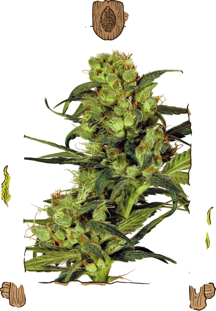 Spicy Bitch | PHOTOREG | Exotic Seed