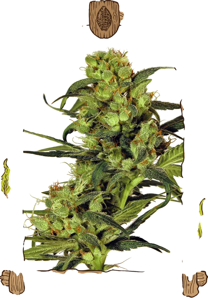Spicy Bitch | PHOTOREG | Exotic Seed