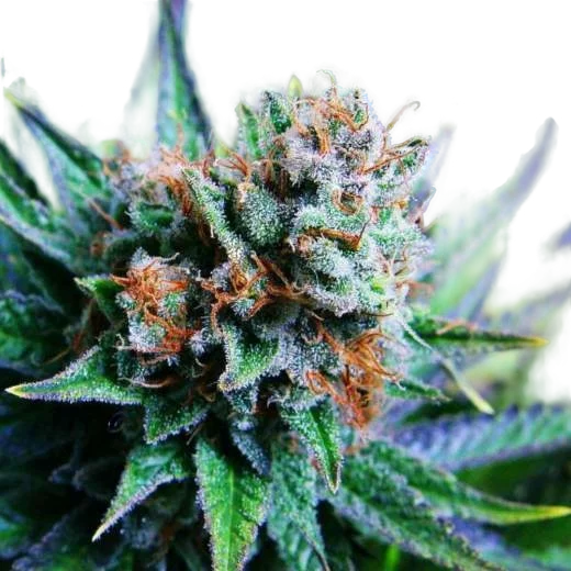 Blue Dream | PHOTOFEM | Nirvana Seeds
