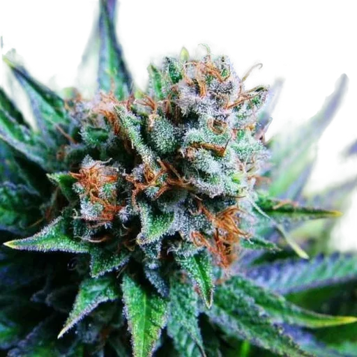 Blue Dream