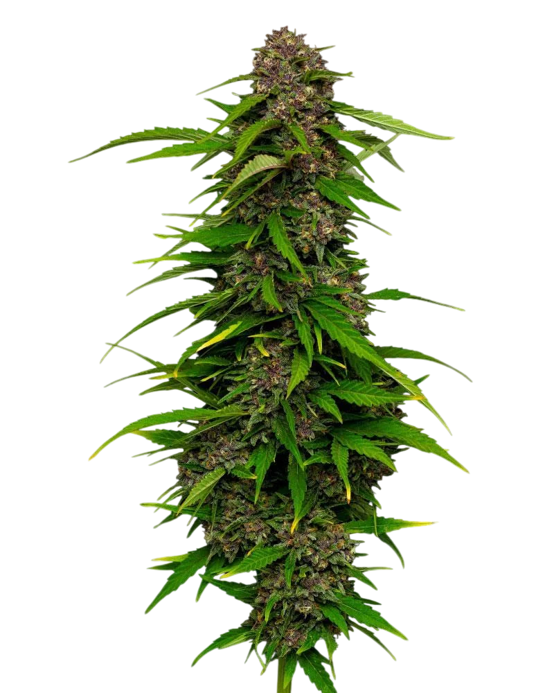 Squirt Auto | AUTOFEM | Humboldt Seed Co.