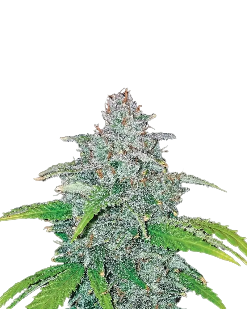 Blue Dream Auto | AUTOFEM | Nirvana Seeds