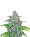 Blue Dream Auto | AUTOFEM | Nirvana Seeds