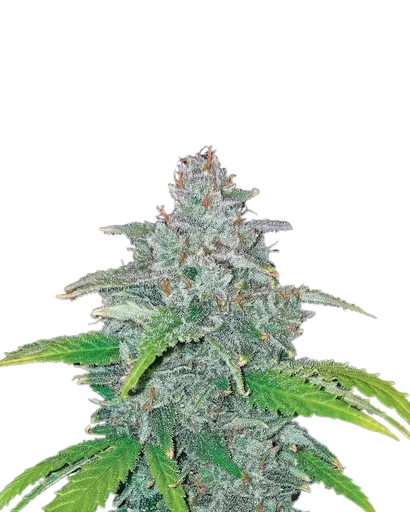 Blue Dream Auto
